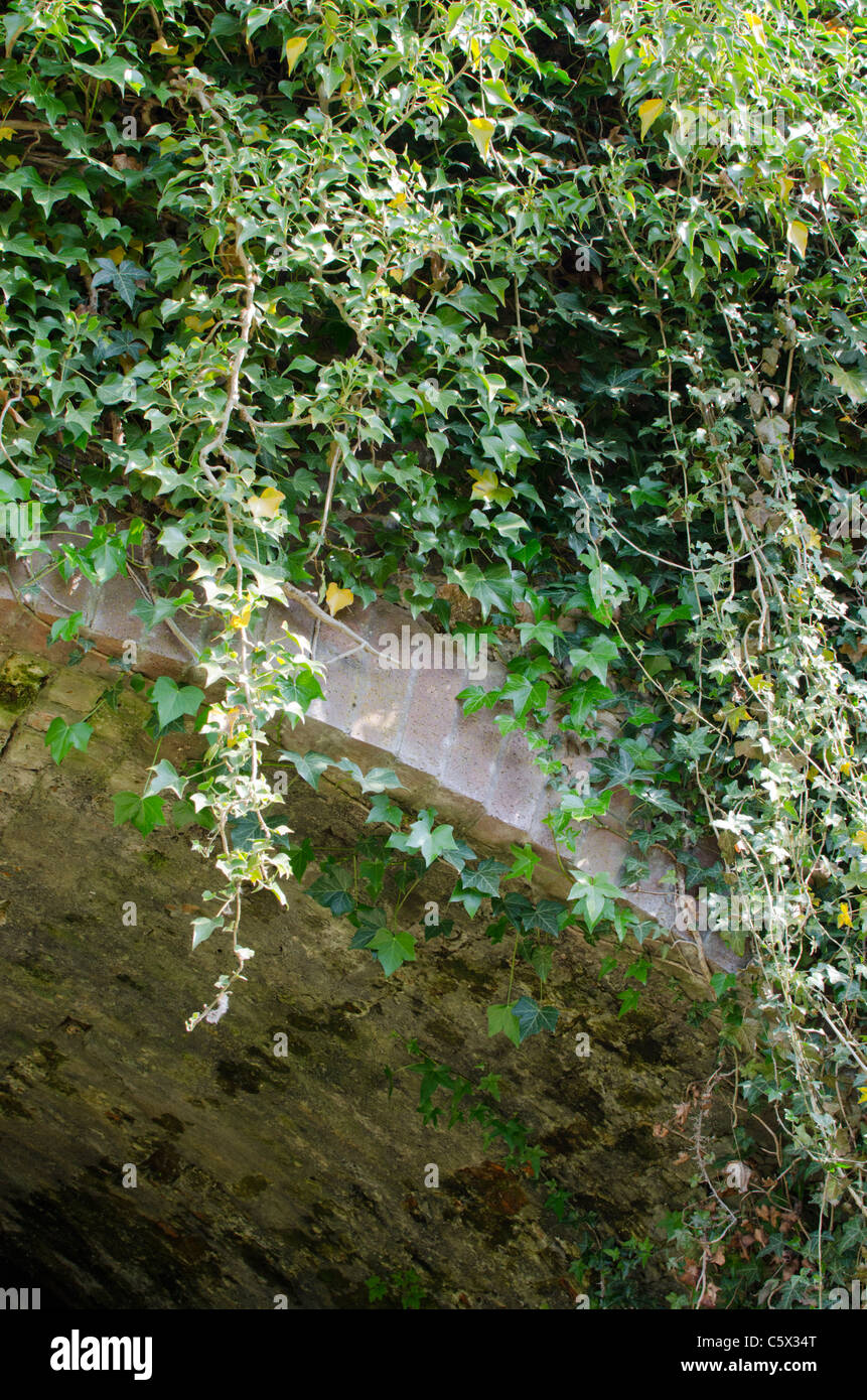 L'edera Hedera helix, a copertura di un muro di pietra al di sopra di un arco Foto Stock