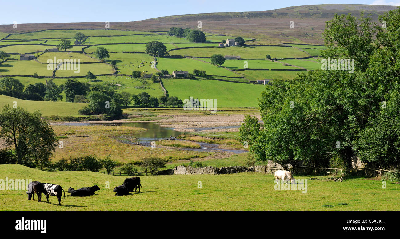 Iconico Swaledale paesaggio nei pressi di Reeth, nello Yorkshire, Inghilterra Foto Stock