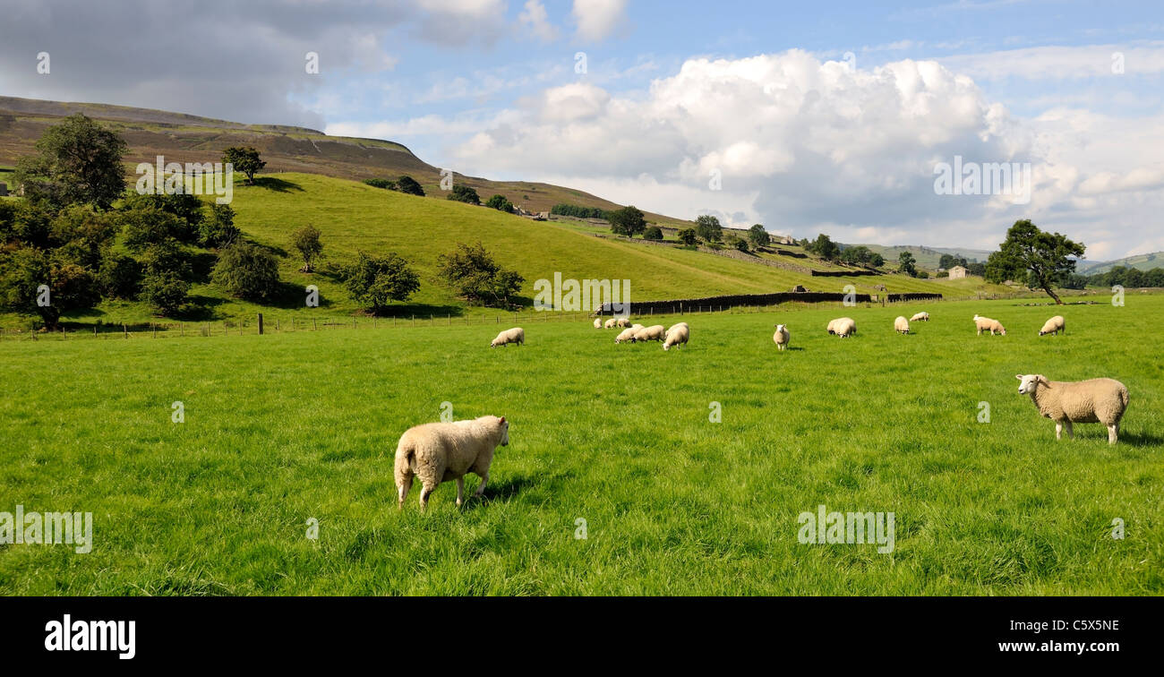 Pecore al pascolo sulla pianura alluvionale nei pressi di Reeth, North Yorkshire, Inghilterra Foto Stock