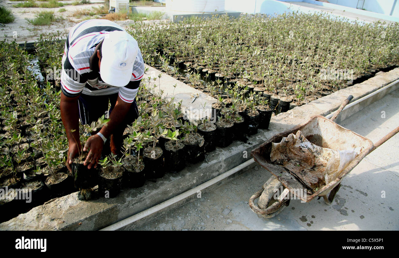 Vivaio di giovani piante di mangrovie nel Centro risorse marine di Umm al Quwain, Emirati Arabi Uniti 2008 Foto Stock