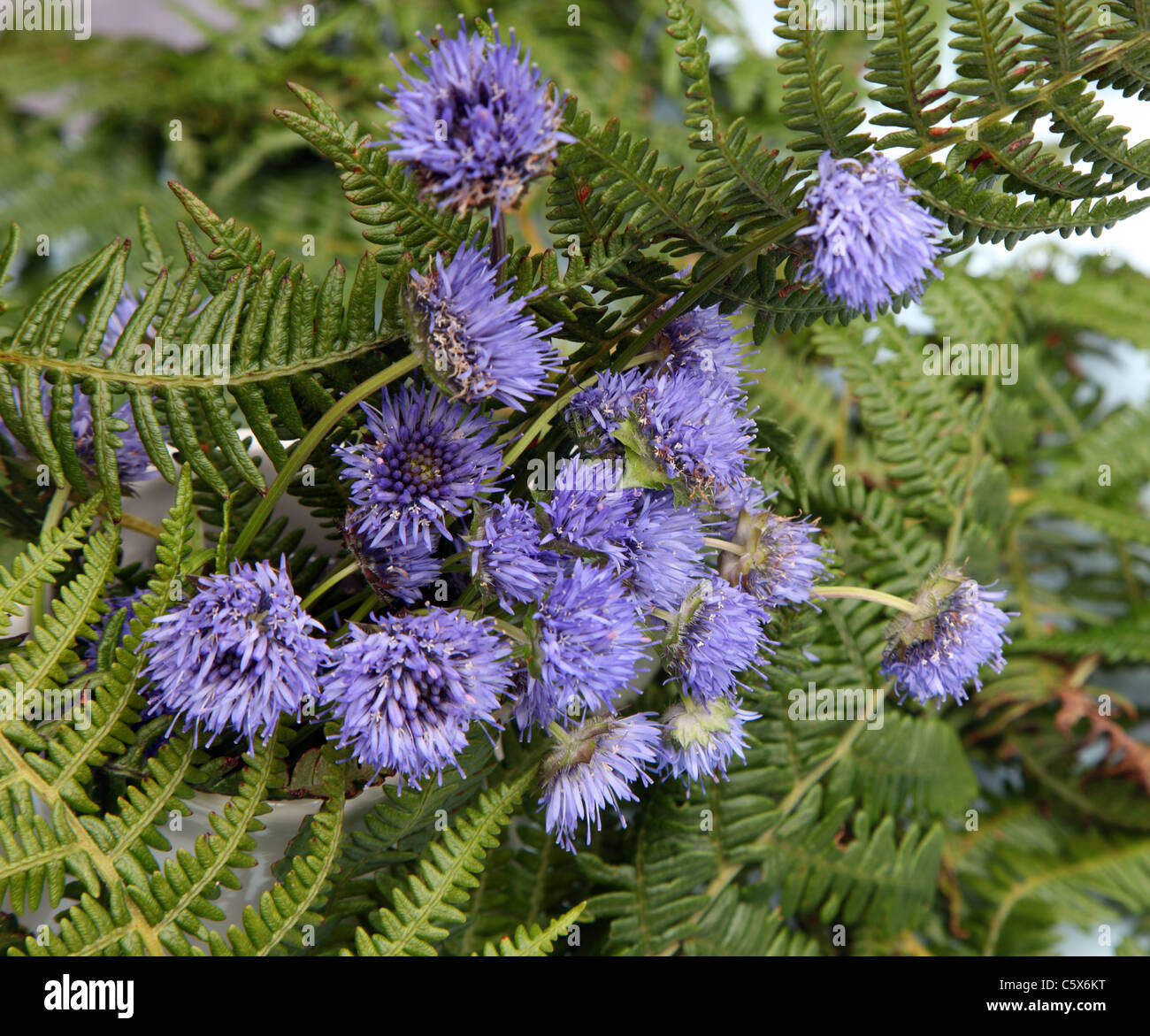 Pecora, Bit di fiori selvaggi irlandese Foto Stock
