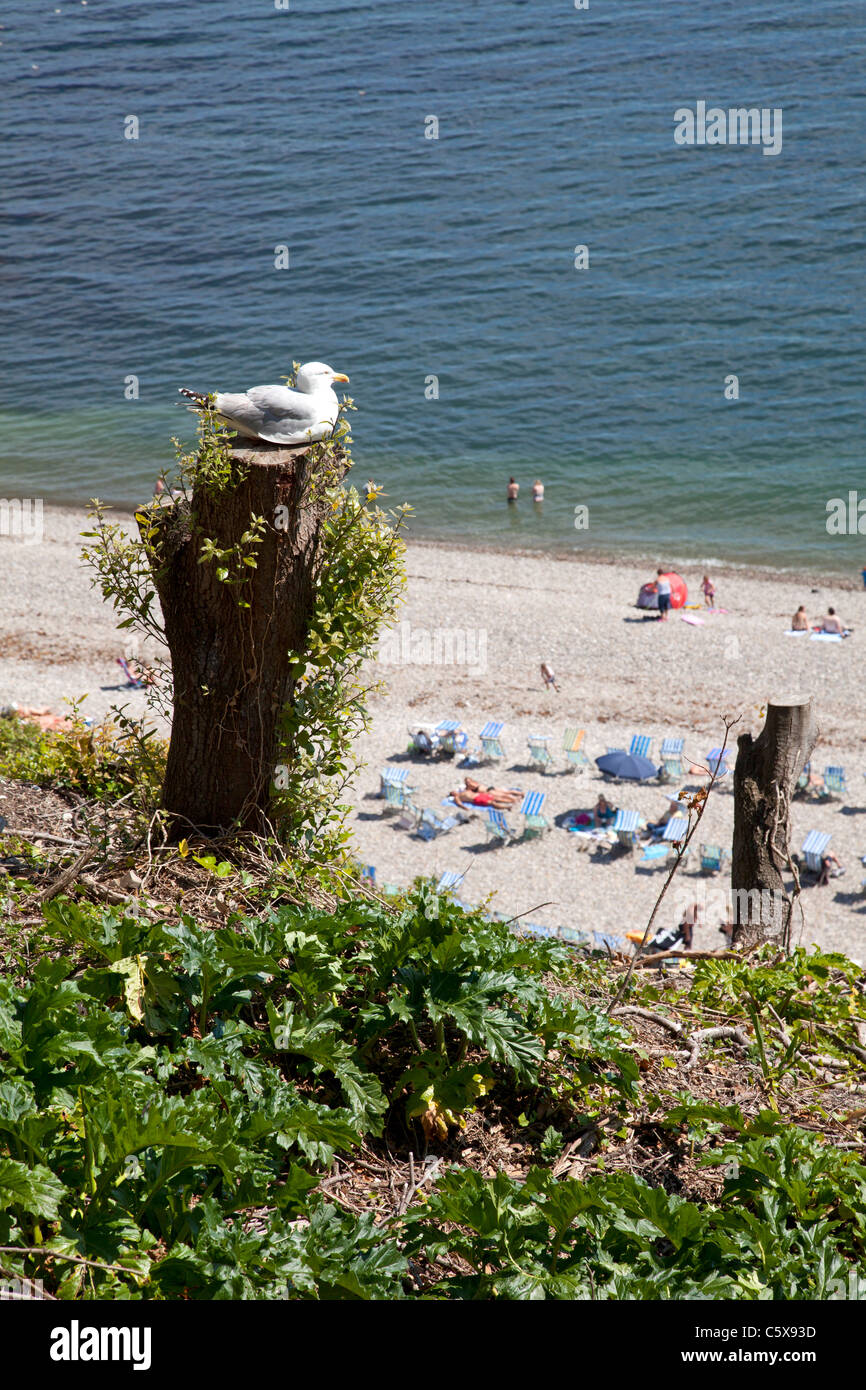 Seagull seduti su un ceppo di albero sopra la spiaggia, birra, Devon Foto Stock