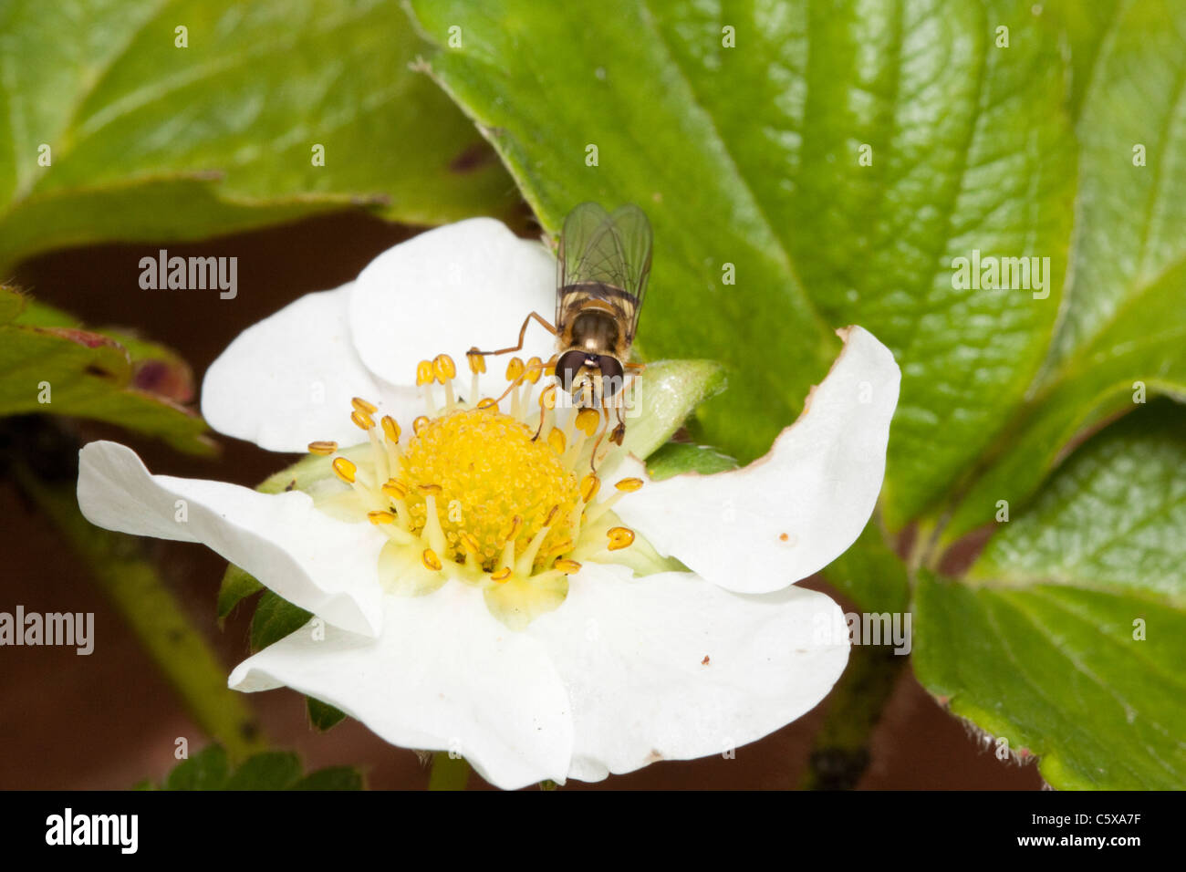 Hover fly (hoverfly) su un fiore di fragola, giardino nel Kent, England, Regno Unito Foto Stock