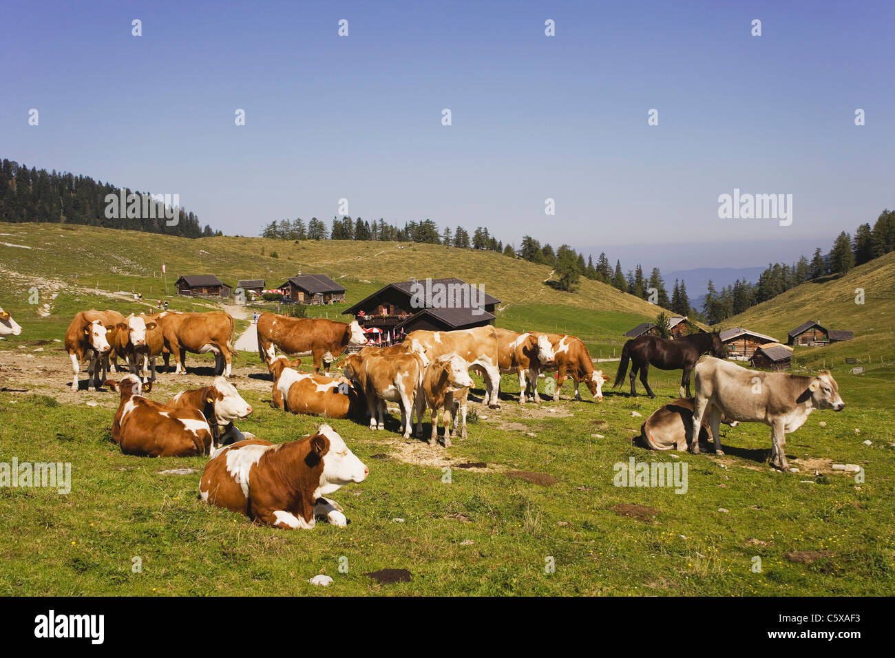 Austria, allevamento di bestiame sui pascoli di montagna Foto Stock