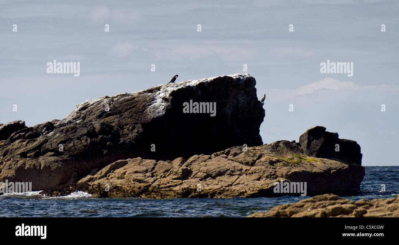 Shag Rock Lizard Point, Cornwall Foto Stock