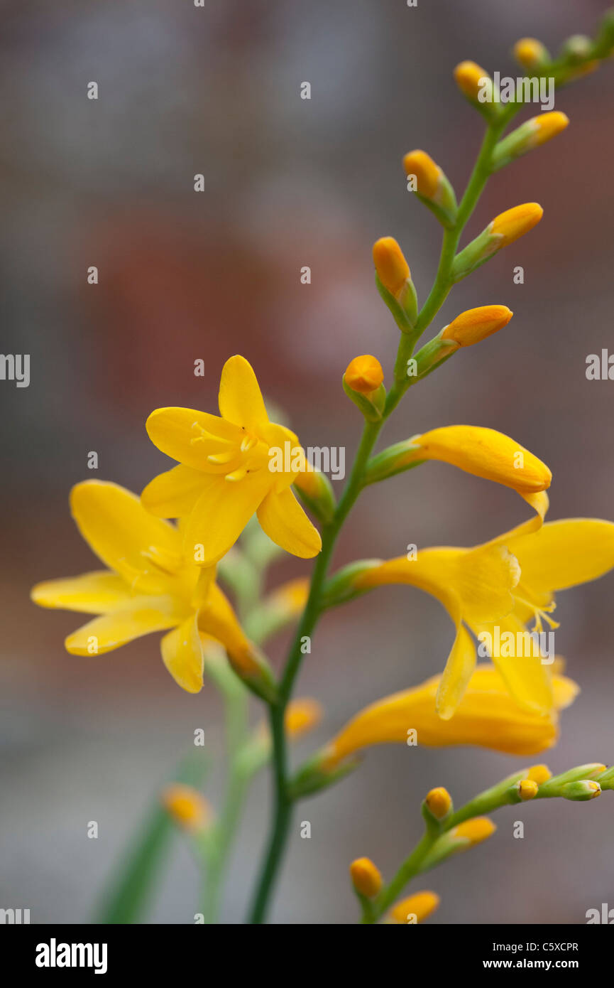 Crocosmia x crocosmiiflora 'Citronella'. Montbretia 'Citronella' Fiore Foto Stock Crocosmia x crocosmiiflora 'Citronella'. Montbretia 'Citronella' Fiore Foto Stock