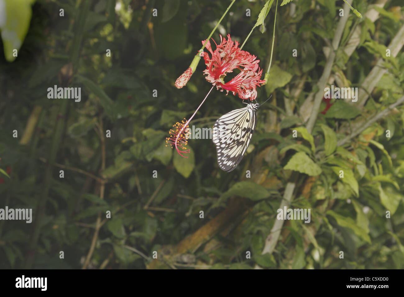 Ninfa ad albero a farfalla per ottenere il nettare da frilly hibiscus Foto Stock