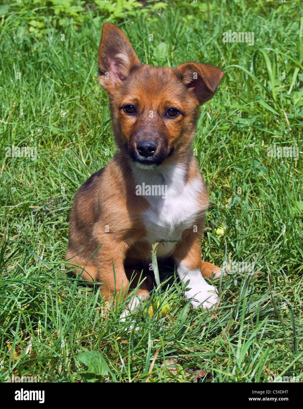 Piccolo cane in un prato verde Foto Stock