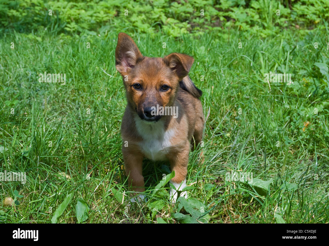 Piccolo cane in un prato verde Foto Stock