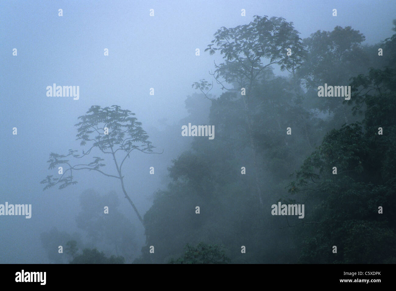 Cloudforest nella tempesta di pioggia (6.000 piedi) Manu regione, Perù LA000112 Foto Stock