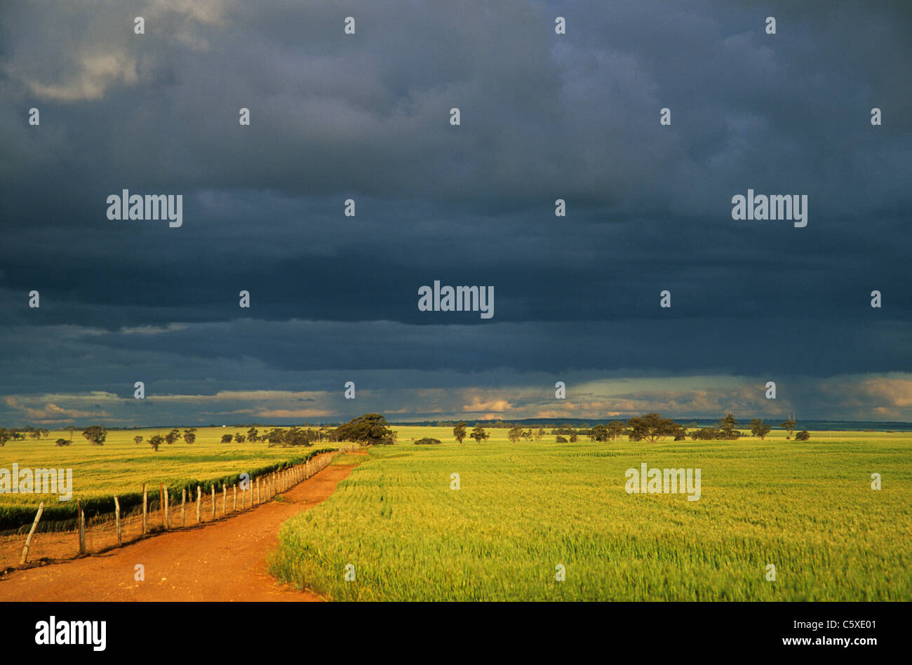 Campi di grano e di avvicinamento Storm Dalwallinu Western Australia LA001794 Foto Stock