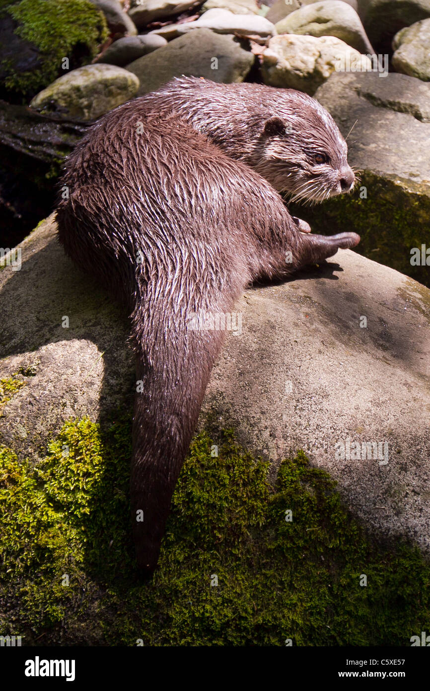 Asian breve artigliato otter a guarnizione nazionale santuario, Gweek Foto Stock