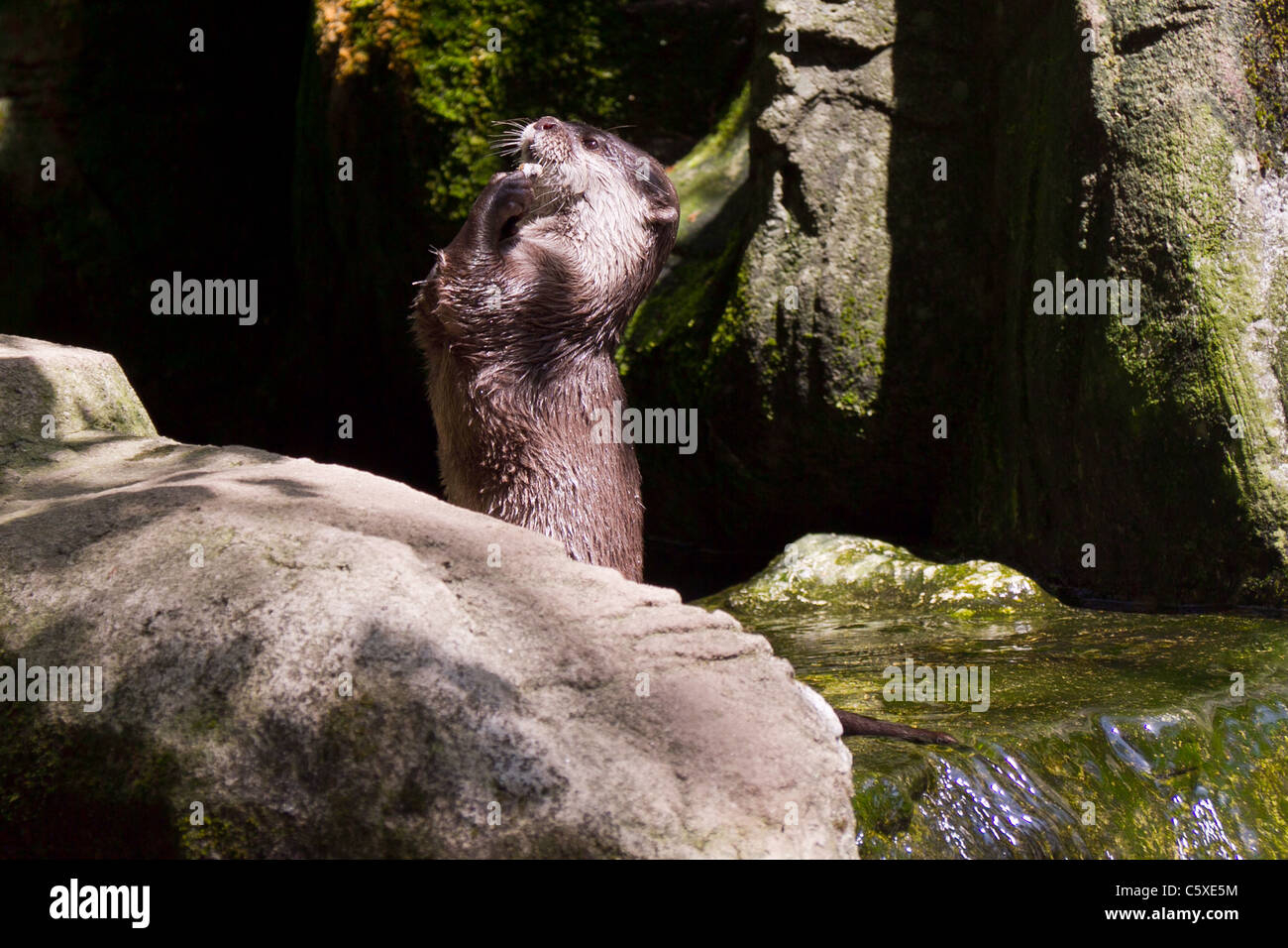 Asian breve artigliato otter a guarnizione nazionale santuario, Gweek Foto Stock