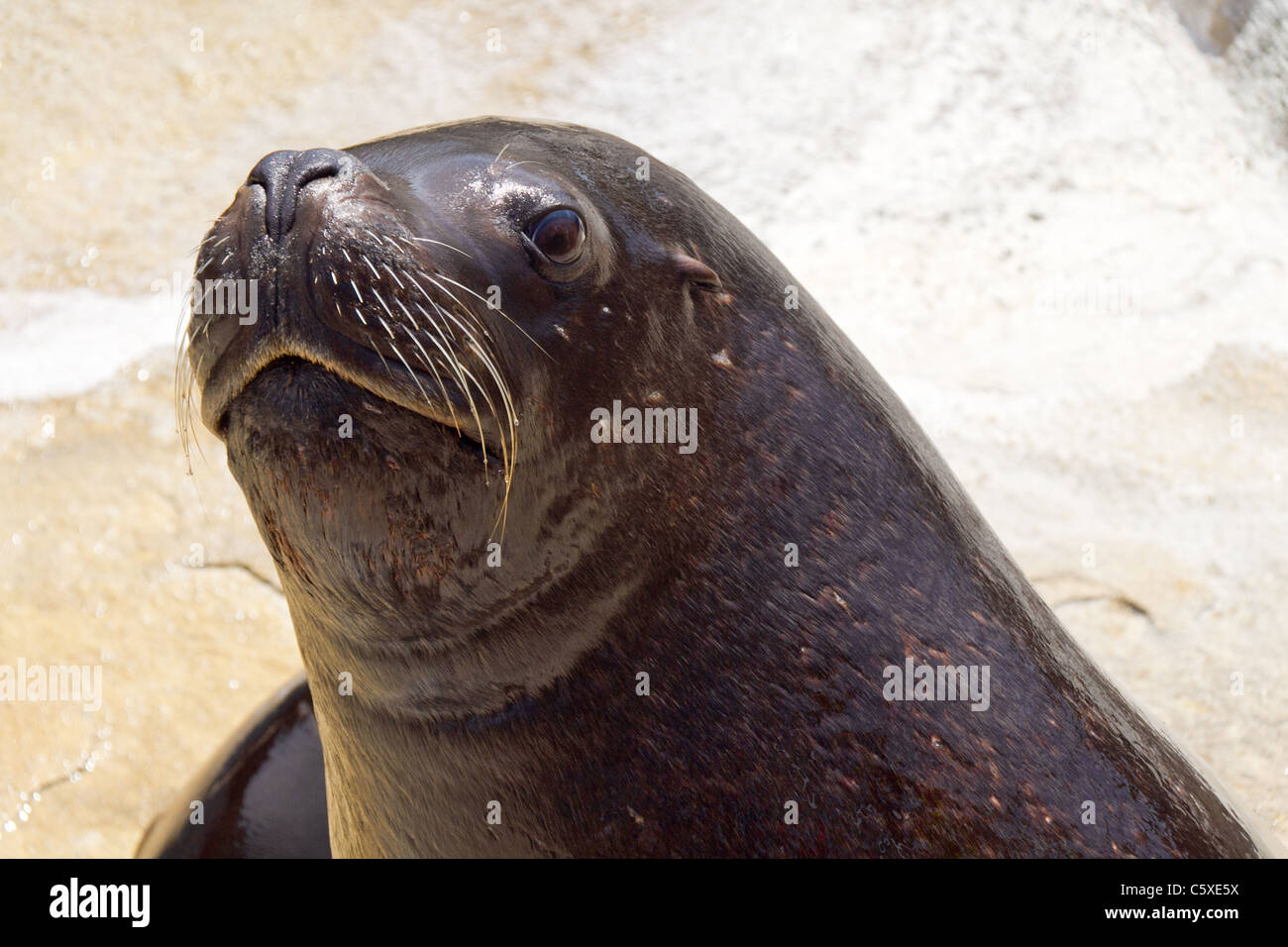 Chiusura del nasello di Patagonia Sea Lion a guarnizione nazionale Santuario, Gweek, Cornwall, Regno Unito Foto Stock