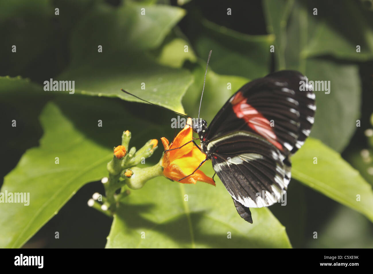 Portalettere farfalla sul fiore di arancia Foto Stock