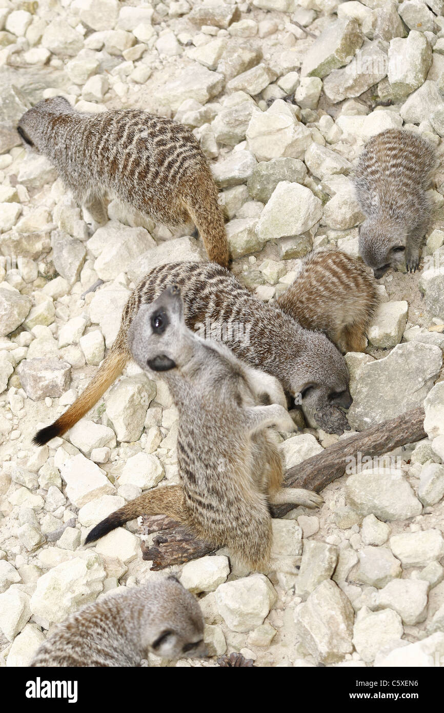 Meerkatsa in cerca di cibo Foto Stock