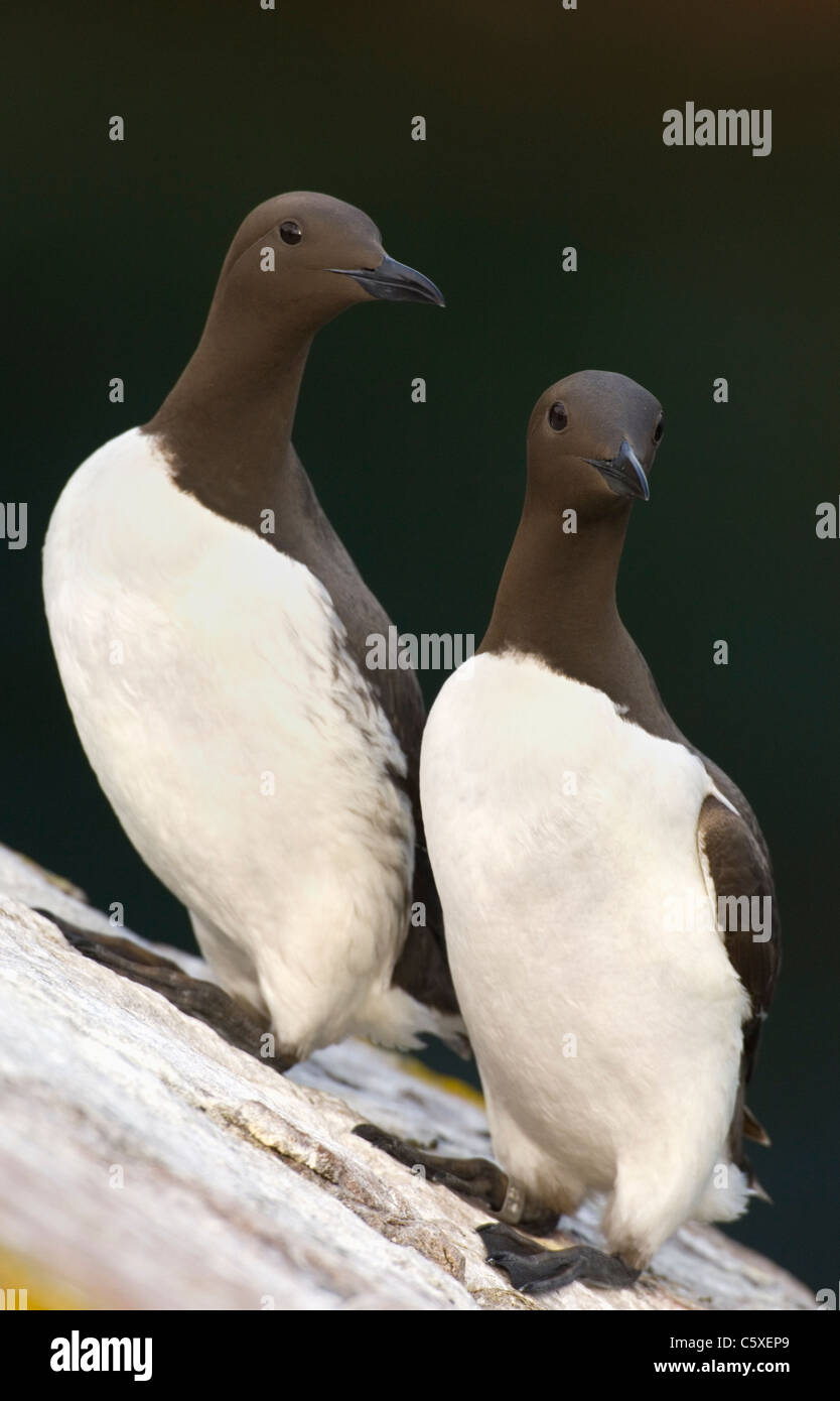 GUILLEMOT Uria aalge una coppia di adulti insieme arroccato su una roccia in pendenza Saltee Islands, Irlanda Foto Stock