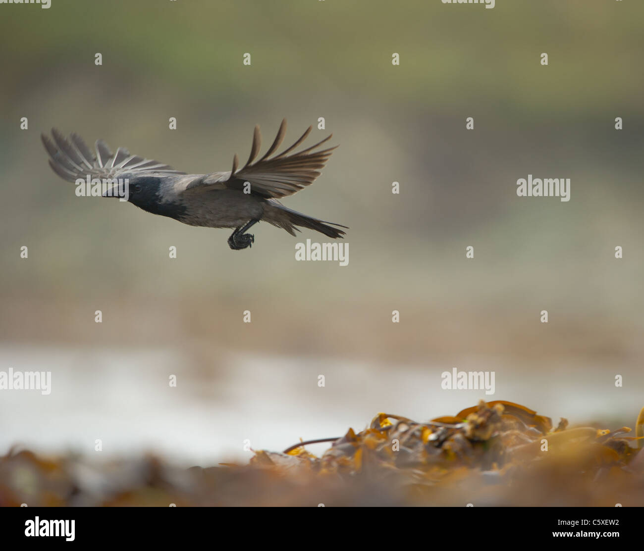 Cornacchia mantellata Corvus cornix un adulto in volo su un appartato alghe scozzese-disseminata spiaggia isole Shetland, Scotland, Regno Unito Foto Stock