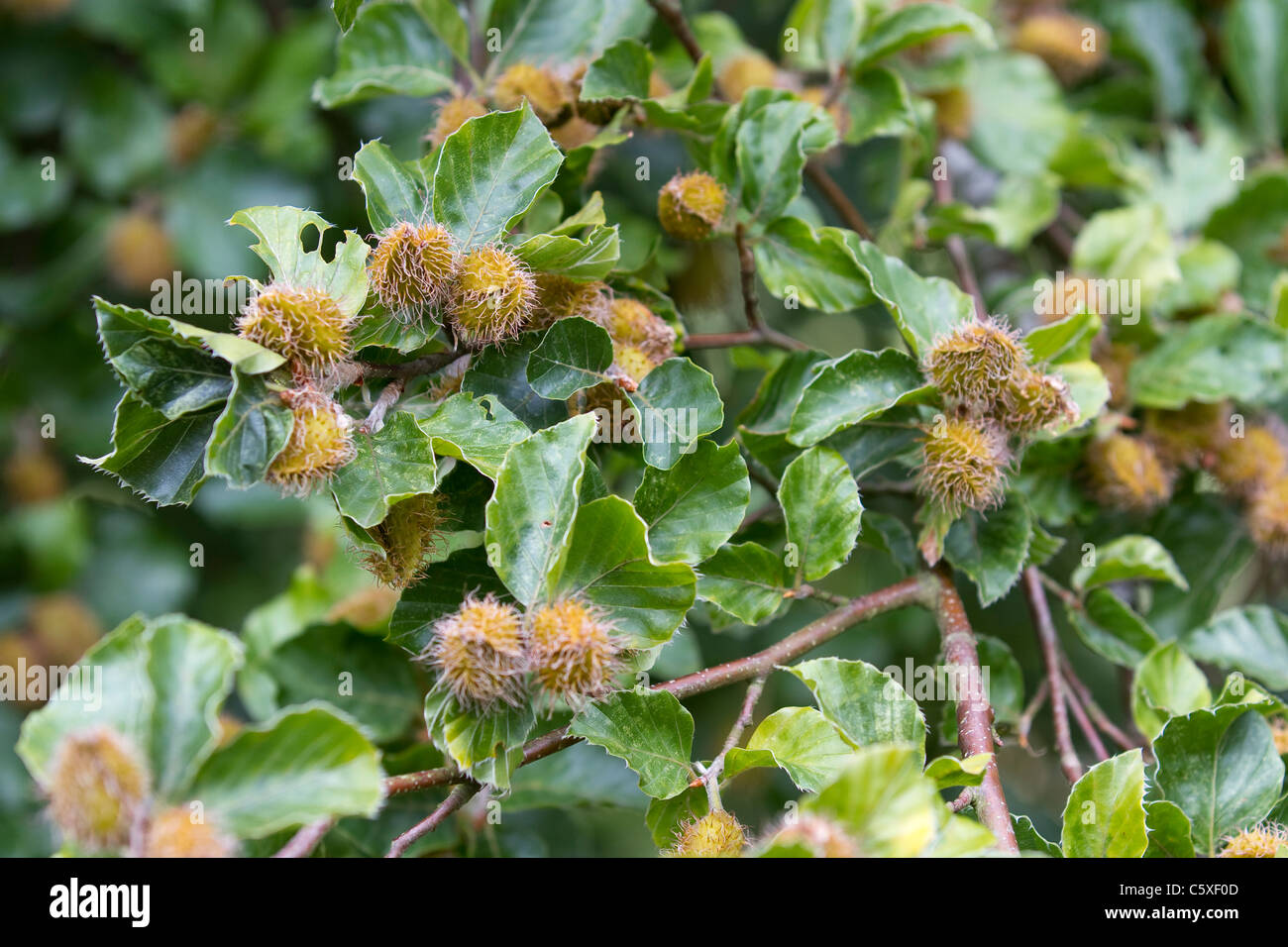 Europea di faggio con cupules Foto Stock