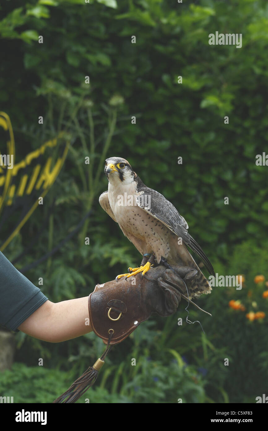 Lanner falcon su animale del presentatore del braccio Foto Stock