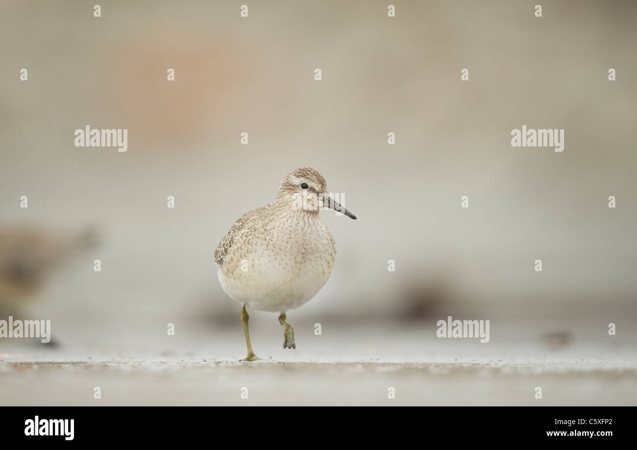 Nodo Calidris canutus un adulto appollaiato su un'isolata spiaggia scozzese Shetland Islands, Scotland, Regno Unito Foto Stock