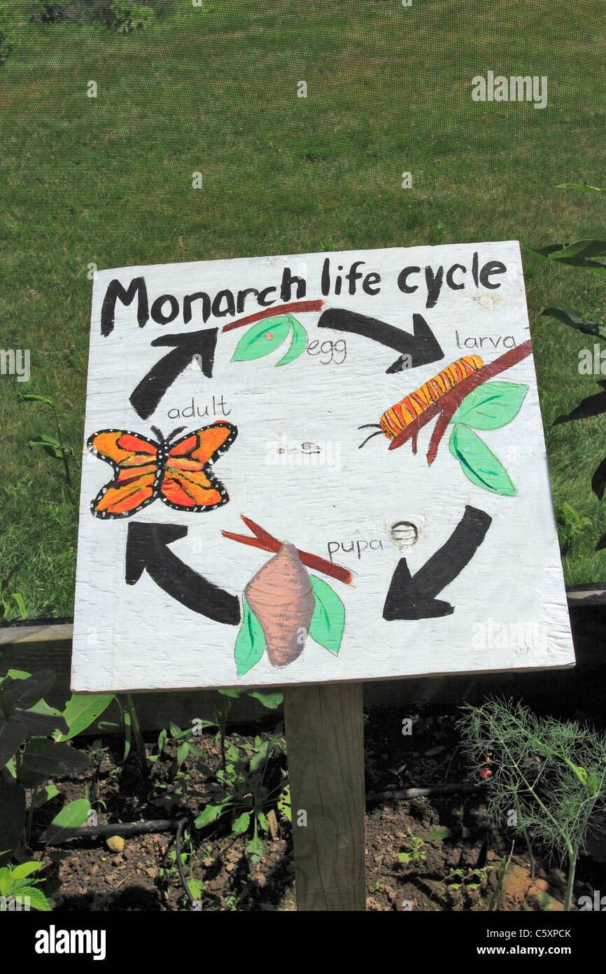 Cartello che mostra il ciclo di vita della farfalla monarca, Suffolk County Farm and Educational Center, Yaphank, Long Island, NY Foto Stock