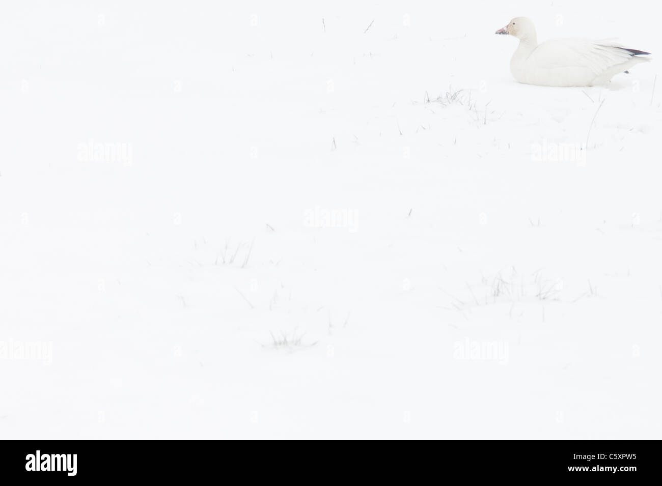 Inverno nella contea di Skagit durante le oche delle nevi oche di migrazione di appoggio dello Stato di Washington STATI UNITI D'AMERICA Foto Stock