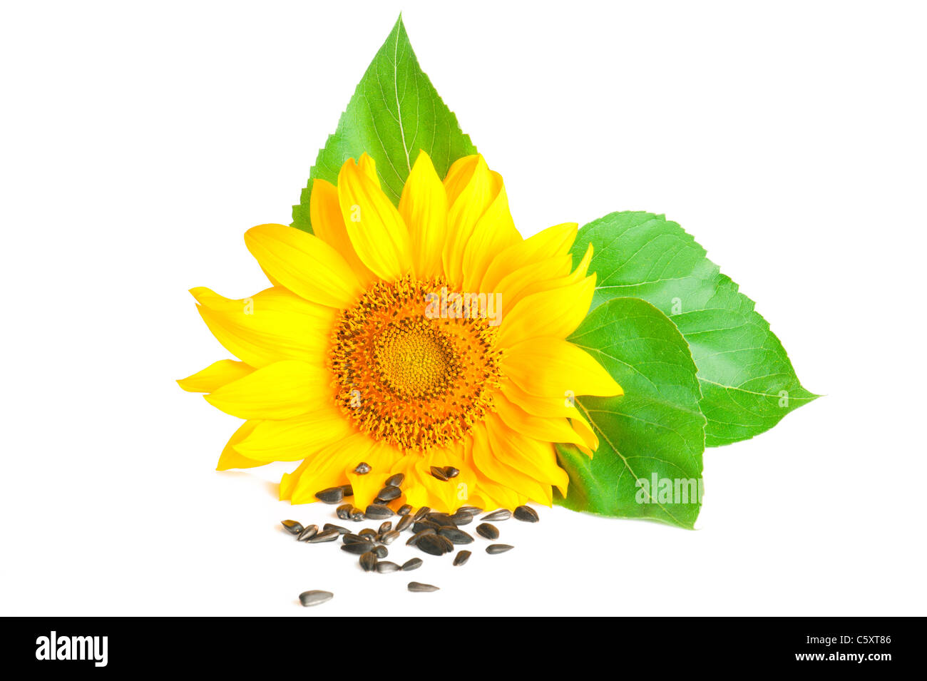 Testa di semi di girasole e semi isolato su sfondo bianco Foto Stock