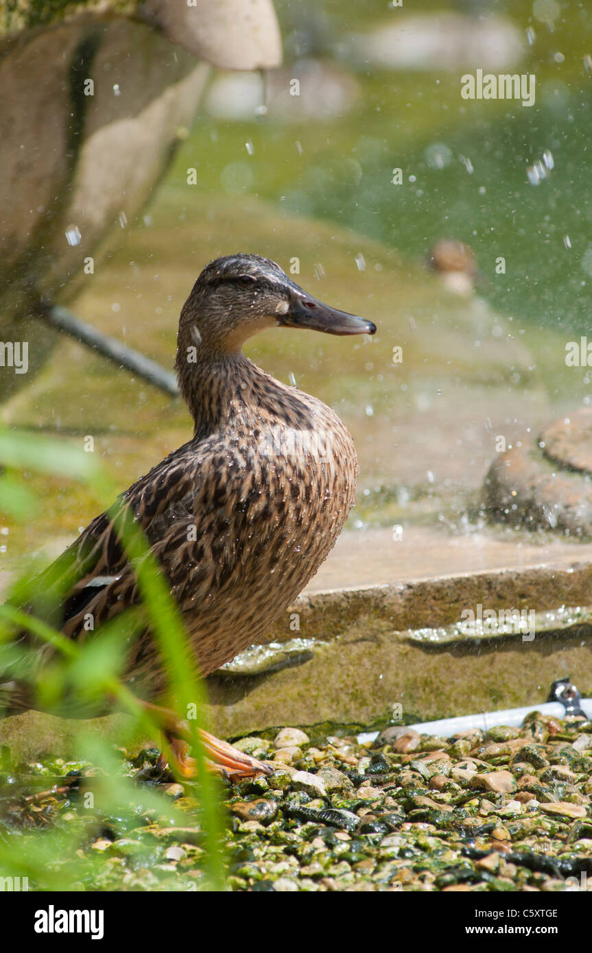 Una femmina di Mallard duck (Anas platyrhynchos) si raffredda presso la fontana del Nettuno a Cheltenham, Gloucestershire, Regno Unito Foto Stock