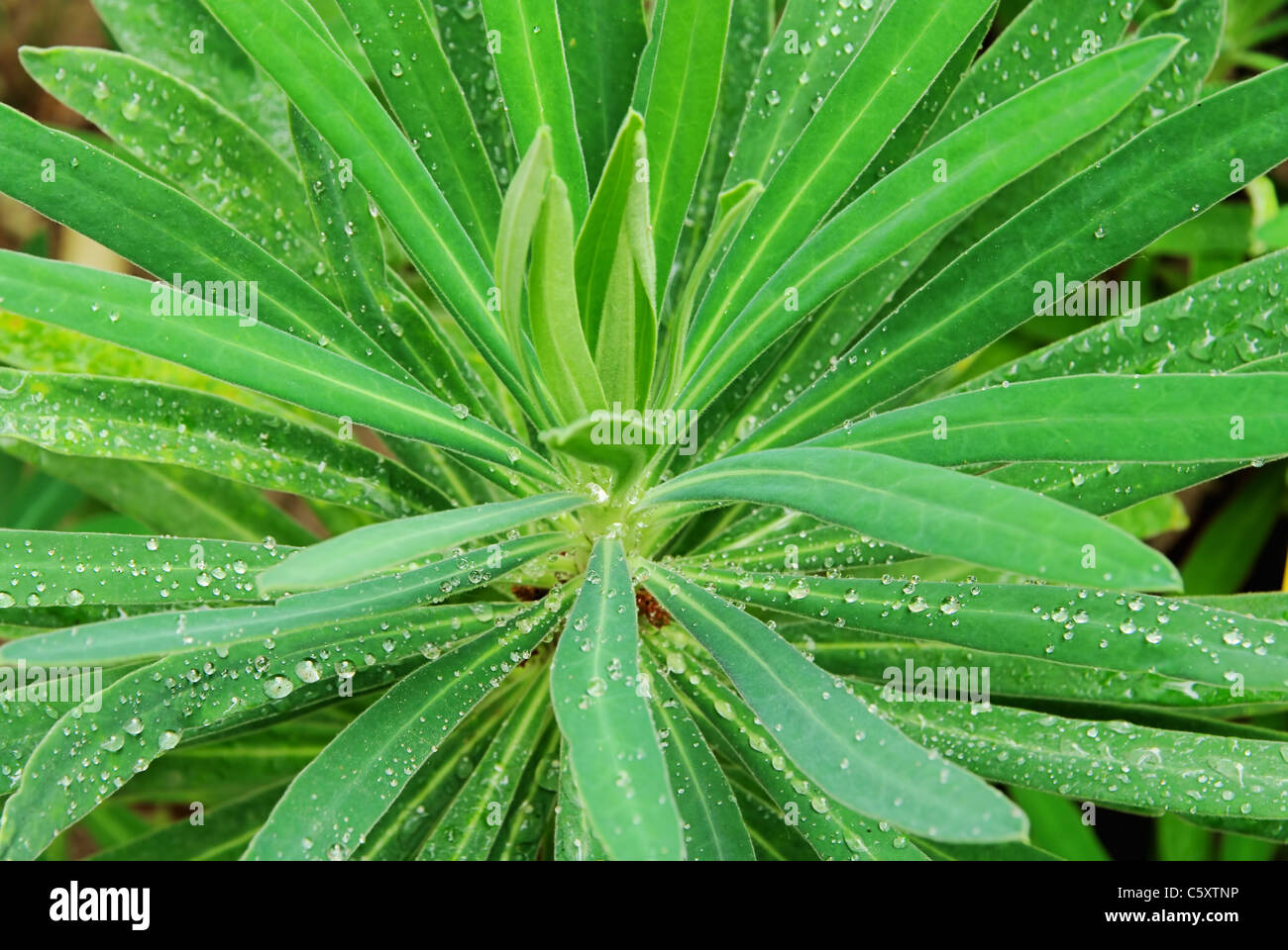 Euphorbia 01 Foto Stock
