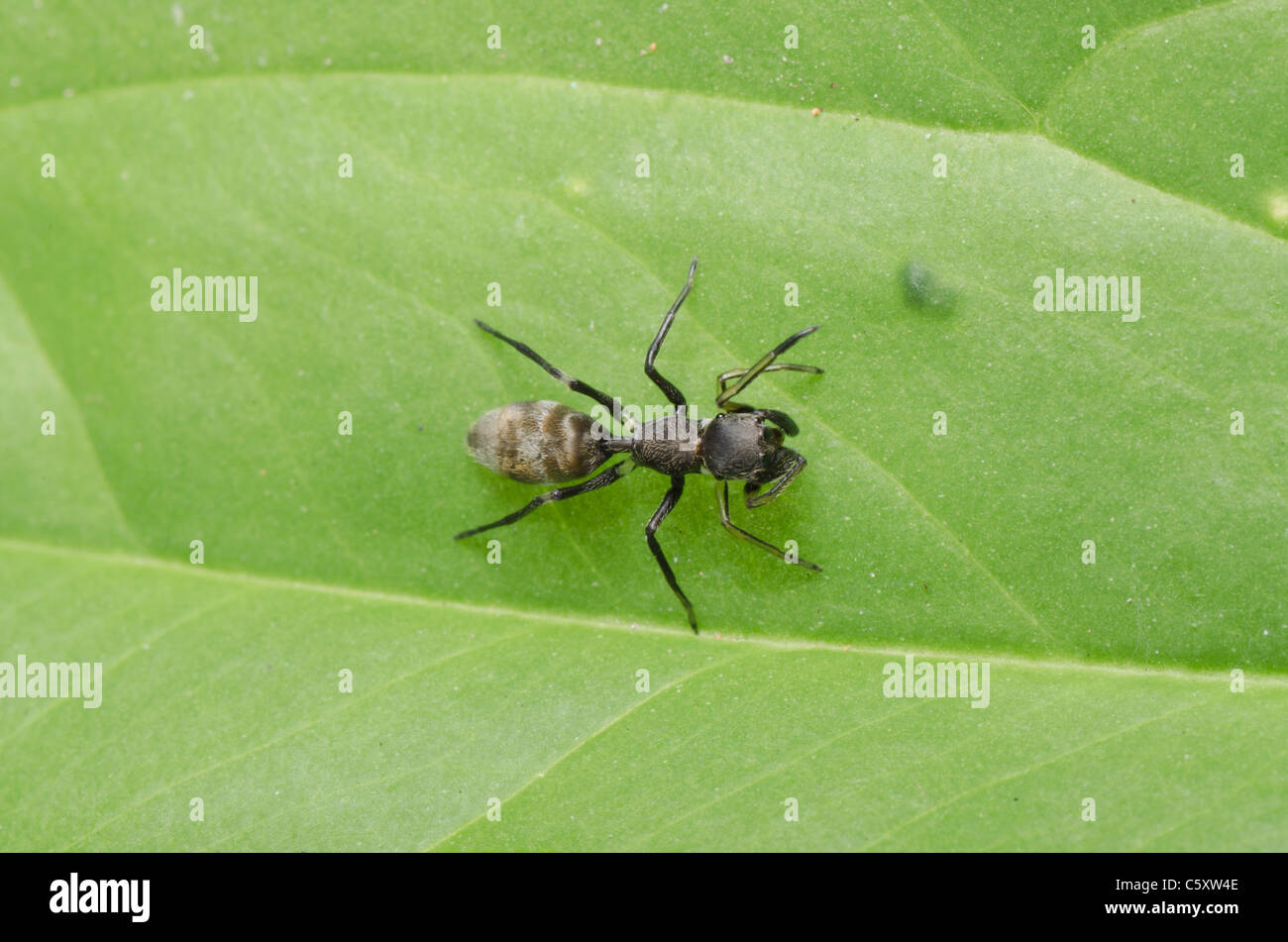 Ant mimic spider sulla foglia verde Foto Stock