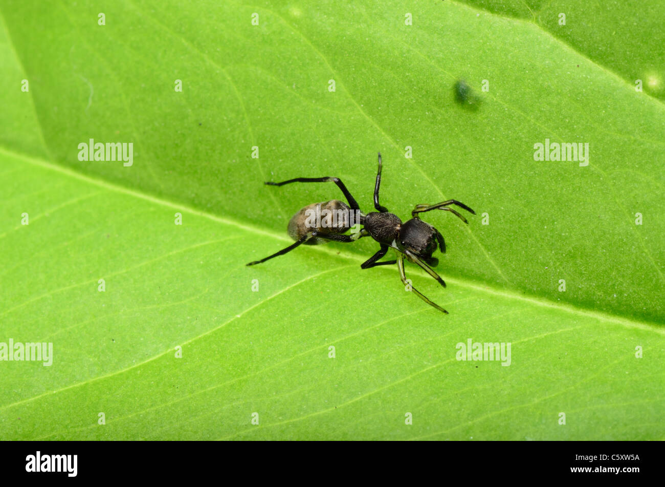 Ant mimic spider sulla foglia verde Foto Stock