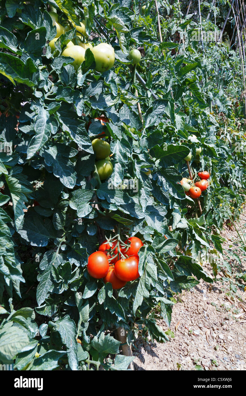 Dettaglio del pomodoro raccolto con frutti maturi Foto Stock