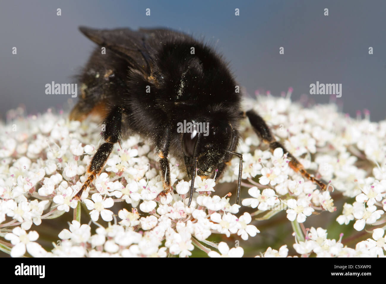 Red-tailed Bumblebee (Bombus lapidarius) queen alimentazione su Umbellifera fiori Foto Stock
