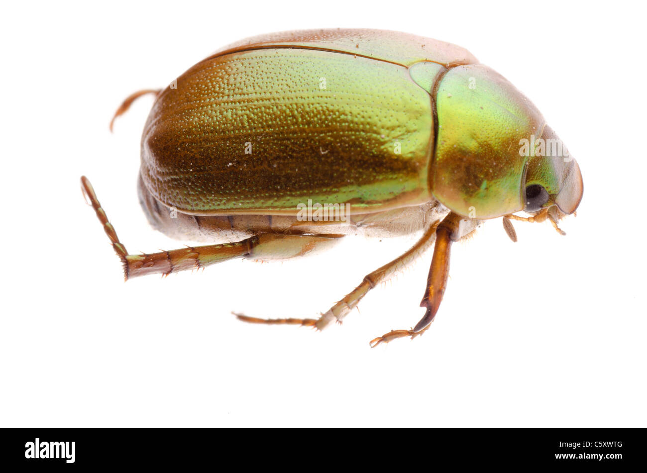 Può beetle isolato su bianco Foto Stock