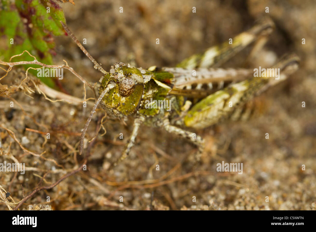 Modulo di colore verde del campo Grasshopper (Chorthippus brunneus) Foto Stock