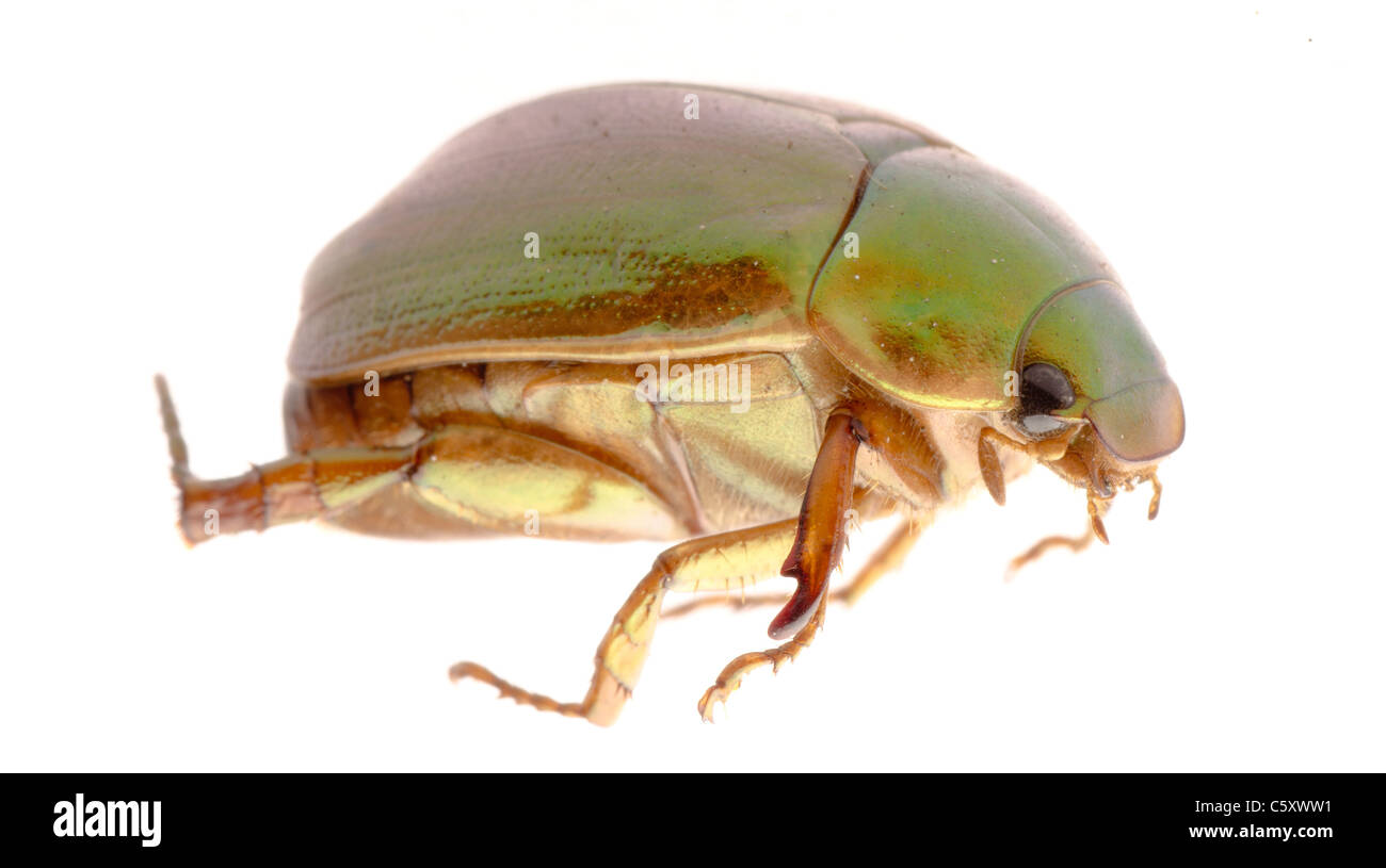 Può beetle isolato su bianco Foto Stock