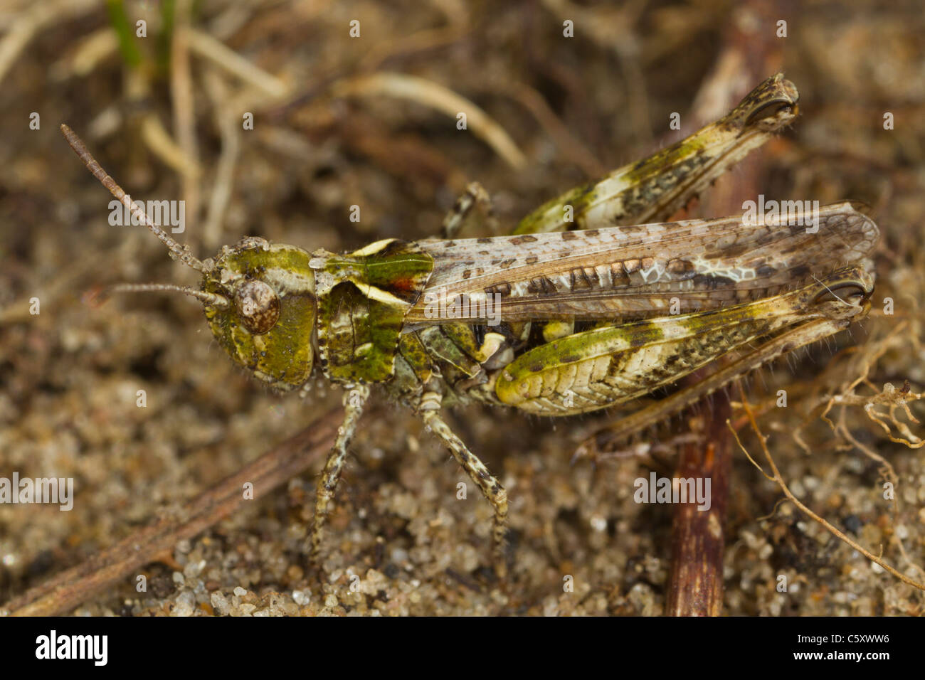 Modulo di colore verde del campo Grasshopper (Chorthippus brunneus) Foto Stock