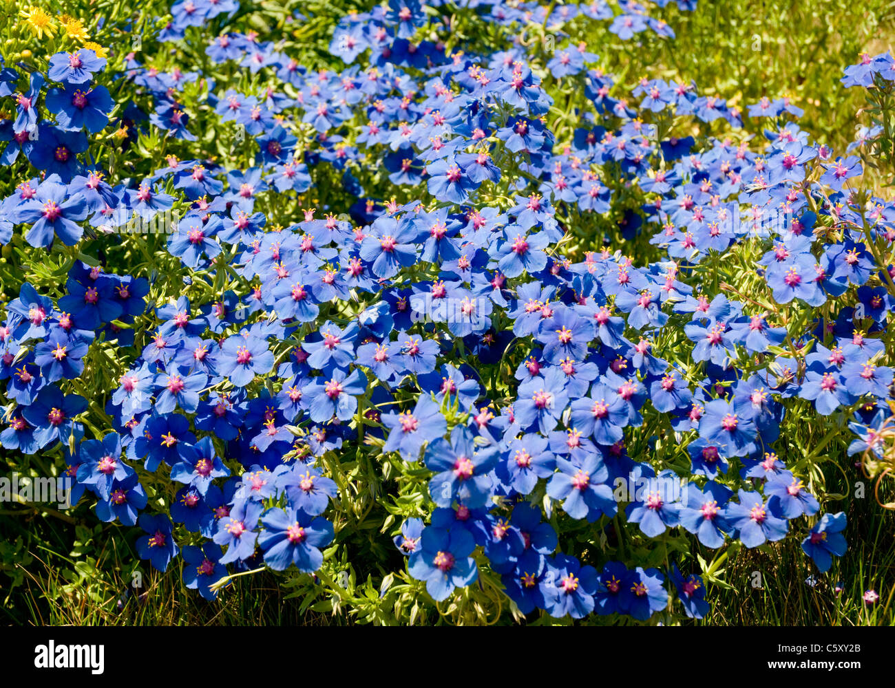 Un letto di fiori con petali di colore blu e rosa gli stimmi crescente selvatici in Algarve, Portogallo meridionale. Foto Stock