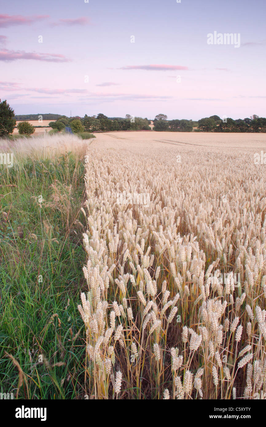 La maturazione del raccolto di grano al tramonto, West Yorkshire, Inghilterra, Regno Unito Foto Stock