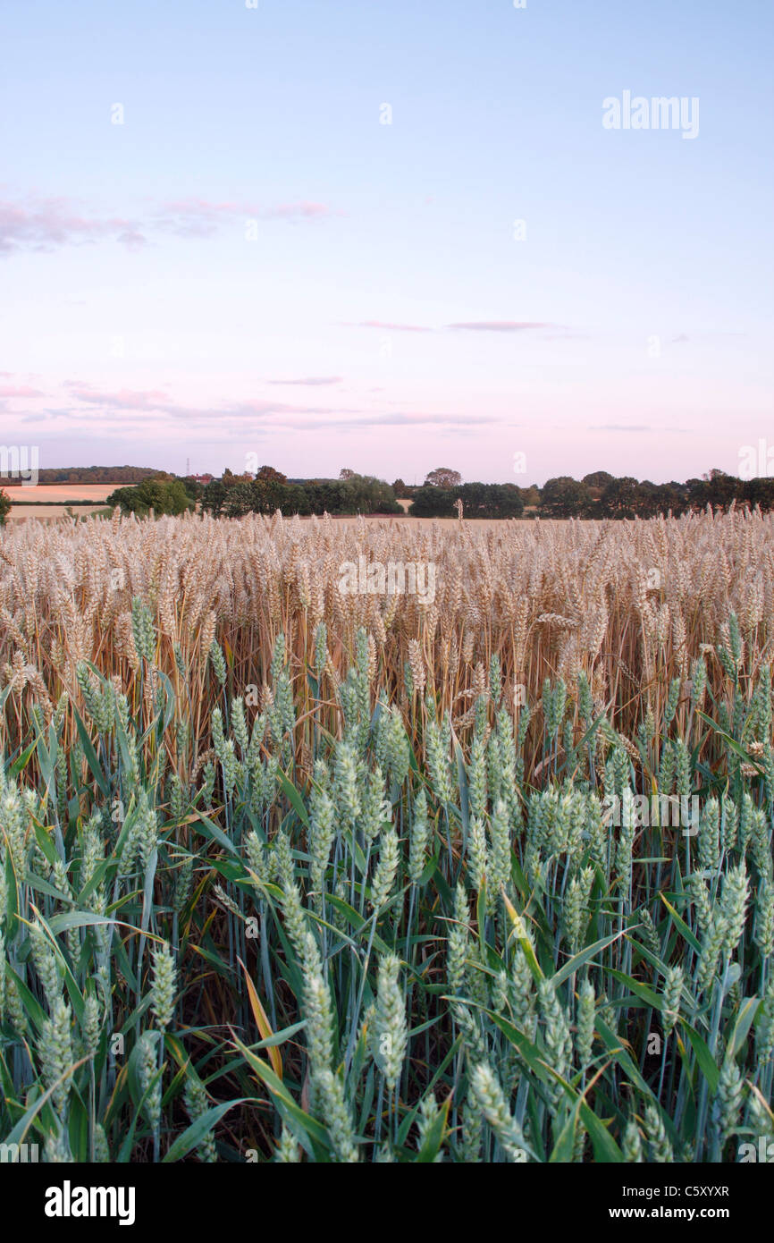 La maturazione del campo di grano a metà estate, West Yorkshire, Regno Unito Foto Stock