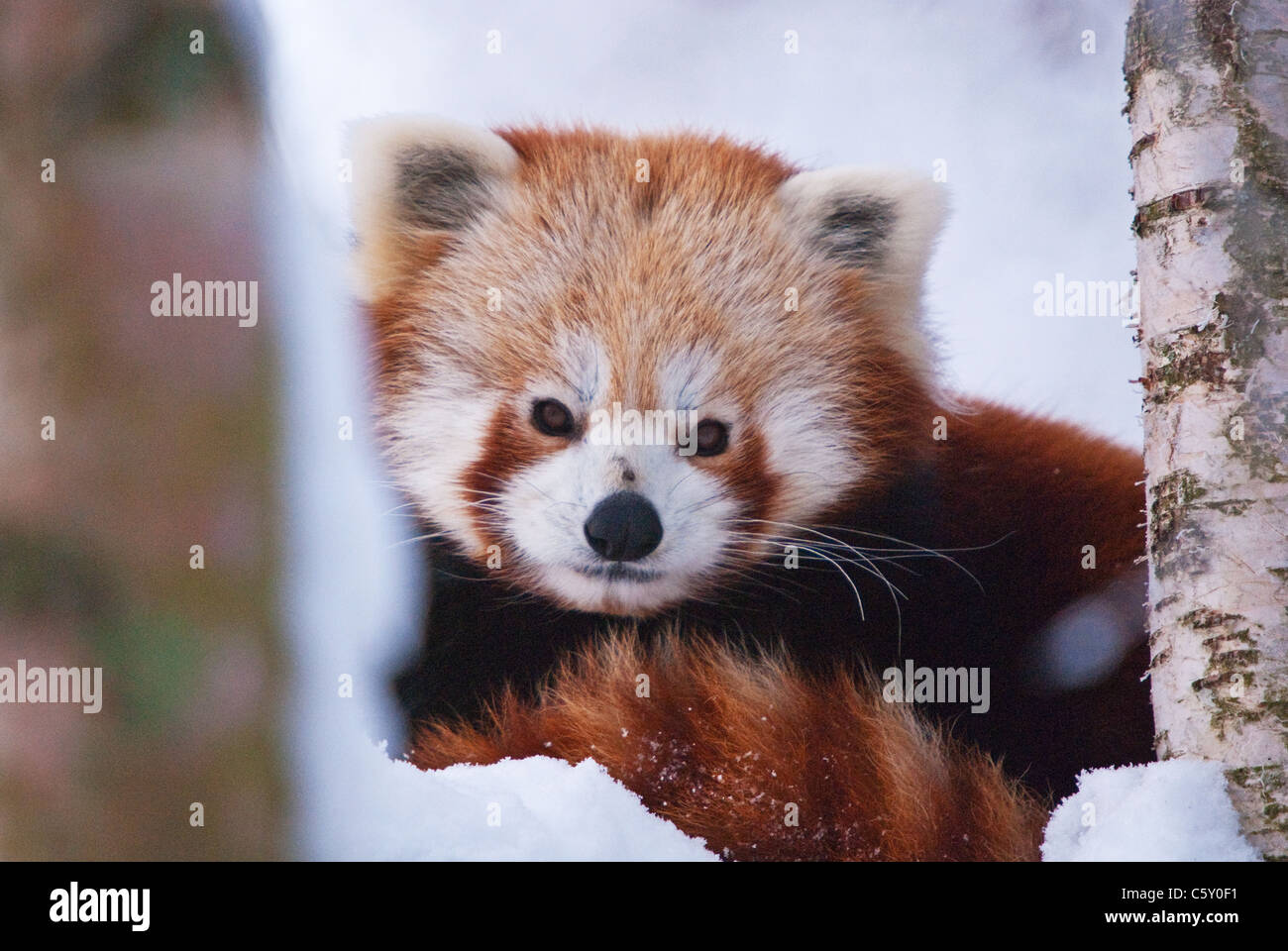 Panda rosso Ailurus fulgens o shining-cat Foto Stock