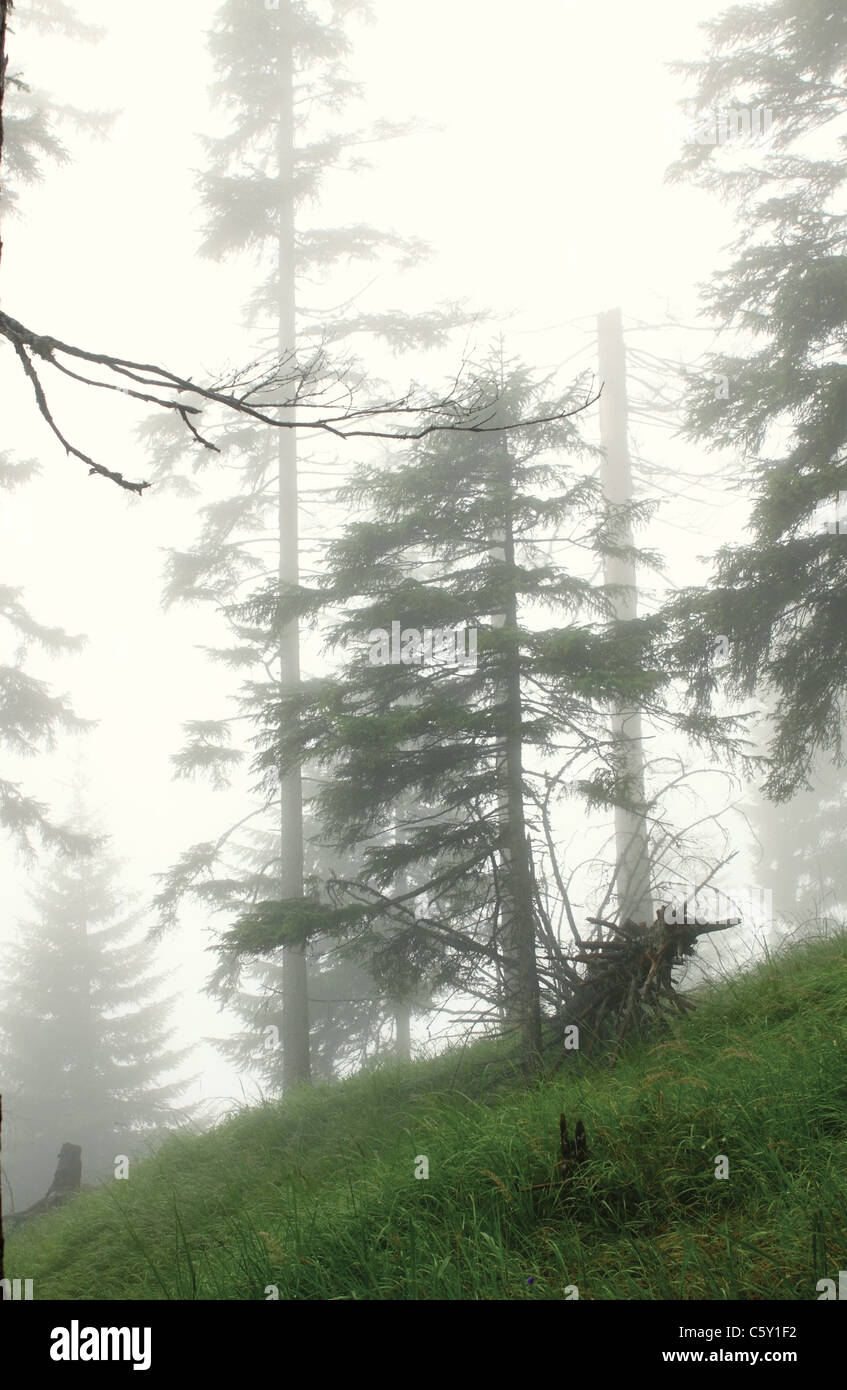 Alpine vecchia foresta nella fitta nebbia profonda Foto Stock