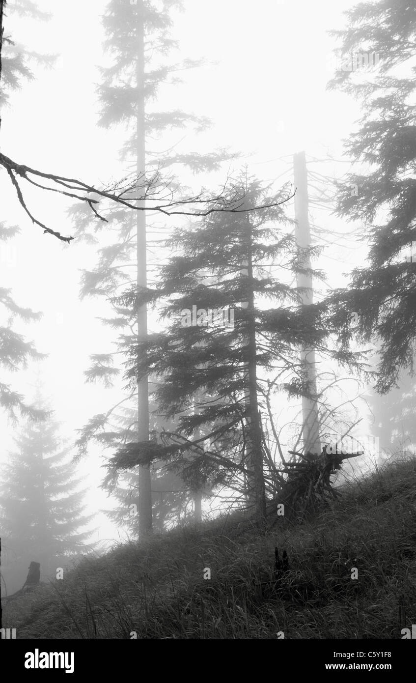 Alpine vecchia foresta nella fitta nebbia profonda Foto Stock