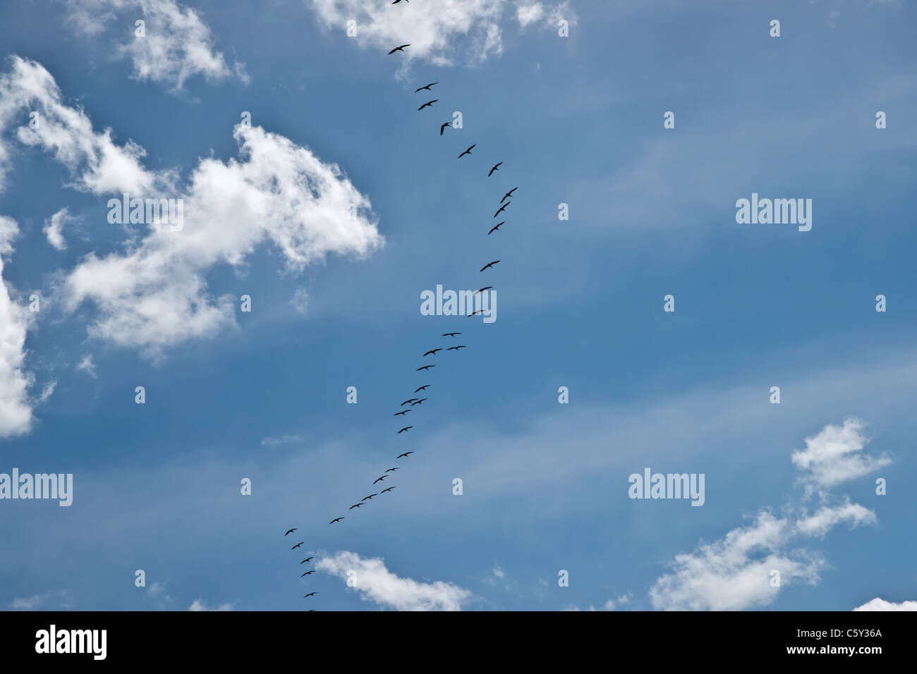 Stormo di uccelli silhouette oltre il cielo blu Foto Stock