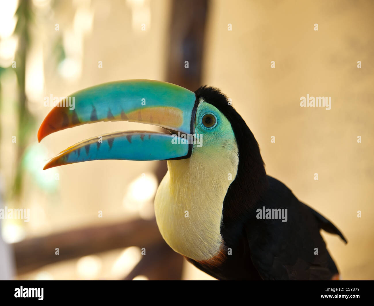 Trasduttore Toco Toucan (Ramphastos toco) Panama Foto Stock