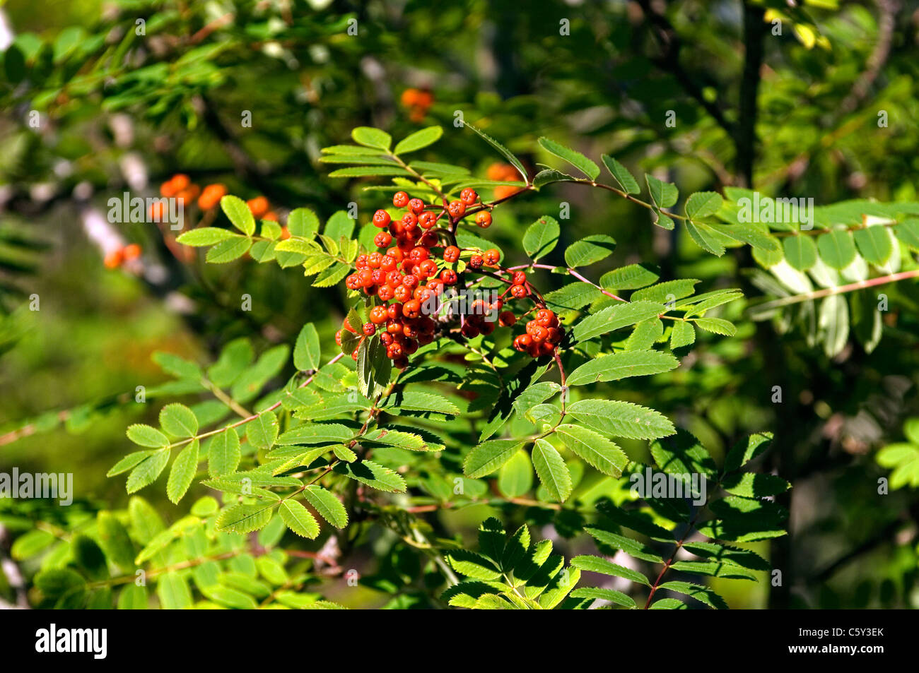 Rowan tree (Sorbus aucuparia) noto anche come cenere di montagna. Rosso di bacche frutta, foglie. Scozia Foto Stock