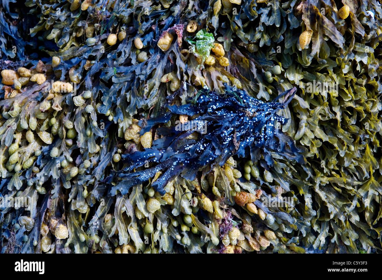 Respiro rockpool costiere texture alghe marine Foto Stock