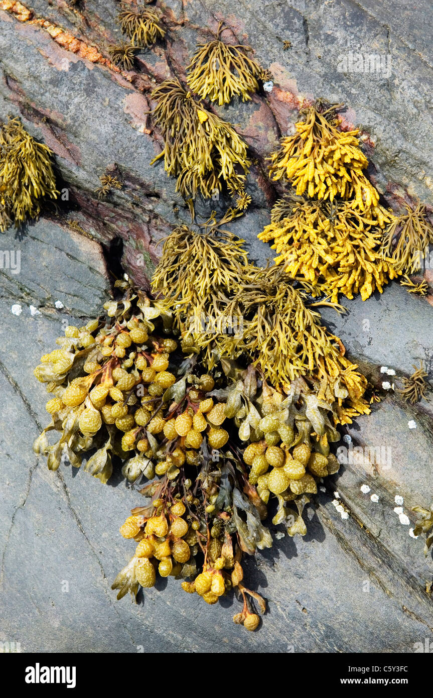 La vescica wrack alghe sul litorale di marea rock pool rock Foto Stock