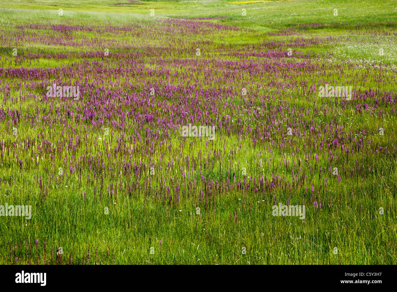 Pedicularis groenlandica; teste di elefante; Scrophulariaceae; Bocca di Leone famiglia fiori selvatici ai piedi del Crested Butte Mountain Foto Stock